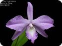 Laelia fidelensis